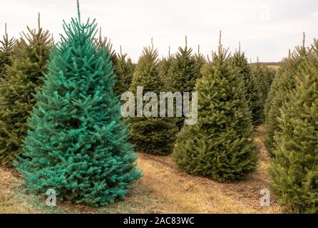 Colore verde brillante dipinto di albero di Natale a livello locale Christmas tree farm Foto Stock