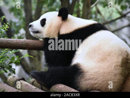 Stanco orso panda sonnecchiare Foto Stock