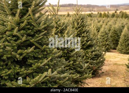 Filari di alberi di Natale a tree farm su freddo inverno mattina. Foto Stock