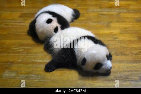 Simpatico orso panda neonati in appoggio nel presepe Foto Stock