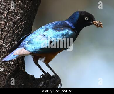 Una superba starling (Lamprotornis superbus) con un becco pieno di termiti. Parco Nazionale di Tarangire e, Tanzania. Foto Stock