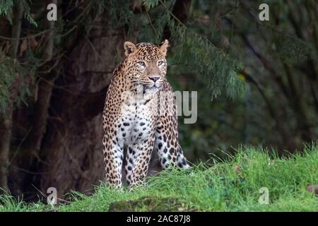 Maschio di leopardo dello Sri Lanka, in piedi sull'erba. Foto Stock