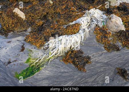 Immondizia di plastica tra la vescica wrack alghe su di una spiaggia di sabbia, Oceano Artico, Finnmark, Norvegia Foto Stock