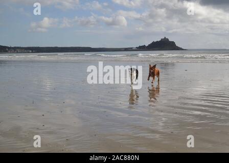 I cani in esecuzione sulla spiaggia con St. Michaels Mount, Cornwall dietro di loro. Un labrador croce e un Sprollie, caccia e riproduzione Foto Stock