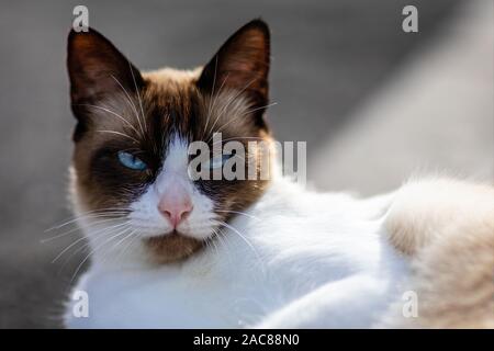 Close up di bella marrone e bianco gatto con incredibili occhi blu Foto Stock