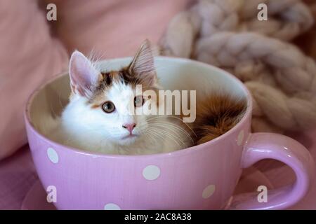 Una foresta norvegese gattino seduto in una rosa polka dot tazza da tè, guardando verso l'alto Foto Stock