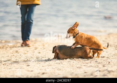 Due bassotto giocare sulla spiaggia di due piccoli cani giocando insieme all'esterno. Dachshunds due cani del fiume. Due Bassotto Cani giocando Foto Stock