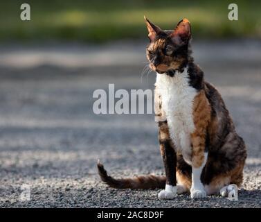 Colorato Cornish Rex cat seduto sulla ghiaia e guardando in giro Foto Stock