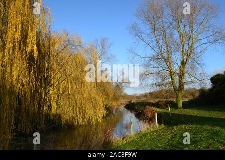 Salici lungo il fiume Stour vicino a Clare e Cavendish presso Bower Hall in Essex e Suffolk sul confine tersa giornata d'inverno. Foto Stock