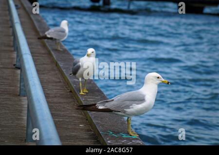 Tre gabbiani in piedi sul bordo del molo. Vista ravvicinata del bianco e del grigio gabbiani uccelli nella parte anteriore del naturale acqua blu sullo sfondo. Foto Stock