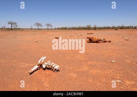 Resti di bovini che perirono in un periodo di siccità nell'Outback australiano, Milparinka, Nuovo Galles del Sud, NSW, Australia Foto Stock