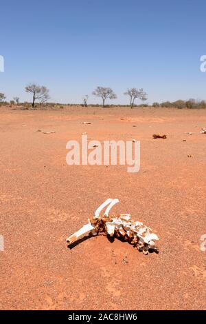 Resti di bovini che perirono in un periodo di siccità nell'Outback australiano, Milparinka, Nuovo Galles del Sud, NSW, Australia Foto Stock