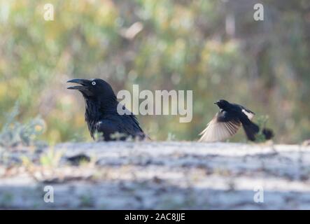 Torresian Crow (Corvus orru) essendo assaliti da un Willie Wagtail, Nuovo Galles del Sud, NSW, Australia Foto Stock