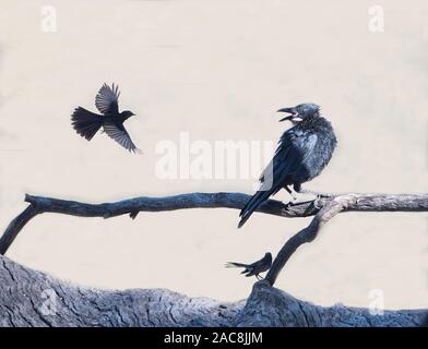 Torresian Crow (Corvus orru) essendo assaliti da un Willie Wagtail (Rhipidura leucophrys), Nuovo Galles del Sud, NSW, Australia Foto Stock