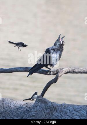Torresian Crow (Corvus orru) essendo assaliti da due Willie Cutrettole (Rhipidura leucophrys), Nuovo Galles del Sud, NSW, Australia Foto Stock