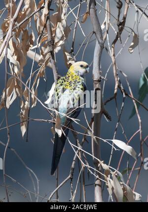 Un pallido intitolata Rosella (Platycercus adscitus) appollaiato in un albero, Queensland, QLD, Australia Foto Stock