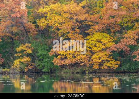 Eastern bosco di latifoglie lungo il lago, Autunno, Minnesota, USA, da Dominique Braud/Dembinsky Foto Assoc Foto Stock