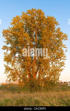 Pioppi neri americani orientale tree (Populus deltoides), autunno, Minnesota, USA, da Dominique Braud/Dembinsky Foto Assoc Foto Stock