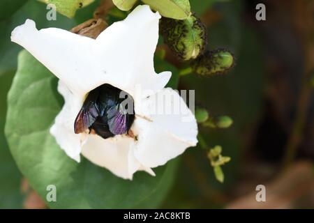 Un'ape di falegname (Xylocopa latipes) entra nel petalo di fiore bianco per raccogliere il nettare. Boyolali, Giava Centrale, Indonesia Foto Stock