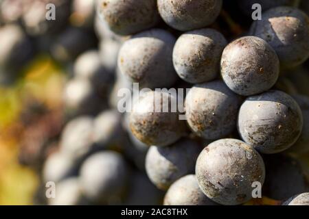 I grappoli di uve dolcetto sulla vite a Dogliani, Cuneo, Piemonte, Italia Foto Stock