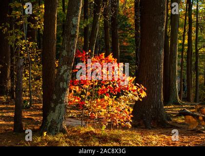 Acero rosso che si ssegatura tra tronchi di una foresta mista matura. Fogliame vibrante con sfumature di giallo, arancio e rosso. Hopkinton state Park, ma, Stati Uniti Foto Stock