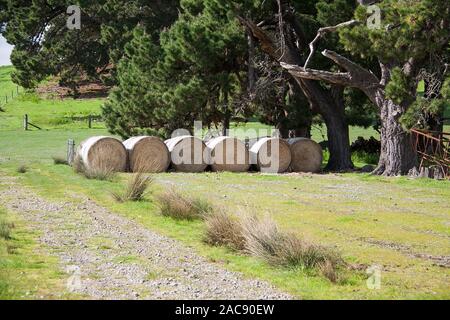 Una fila di balle di fieno lasciato fuori sul paddock pronto per l'alimentazione invernale Foto Stock