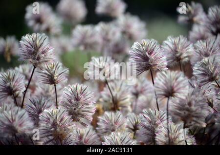 Retroilluminato nativi Australiani viola fiori Ptilotus, famiglia Amaranthaceae. Chiamato Mulla Mulla dagli indigeni australiani. Foto Stock