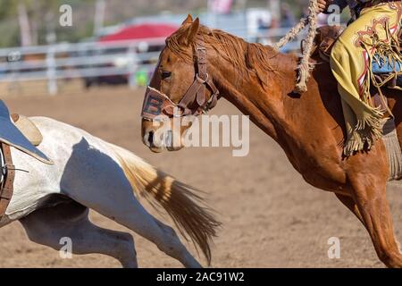In prossimità di un cavallo di contrasto essendo guidato in una concorrenza in un paese Rodeo Foto Stock