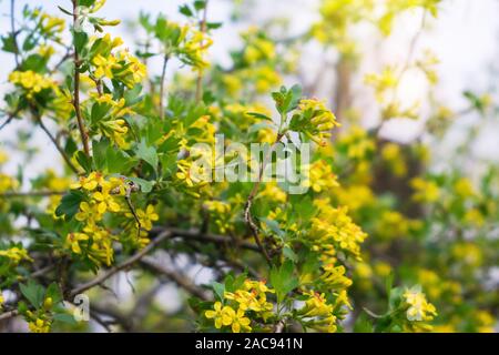 La fioritura dei fiori di ribes dorata sui rami dell'arbusto Foto Stock