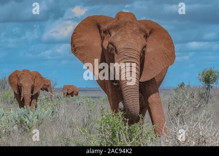 Un elefante in avanti di carica Foto Stock