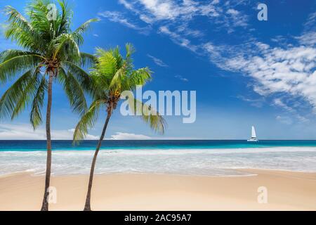 Una bellissima spiaggia di sabbia con palm e una barca a vela nel mare turchino dei Caraibi Foto Stock