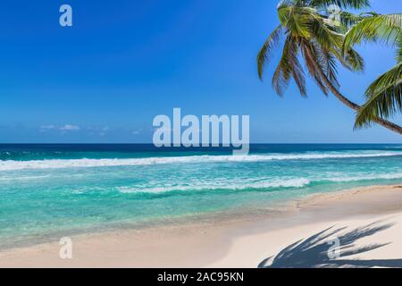 Palme da cocco sulla spiaggia tropicale. Foto Stock