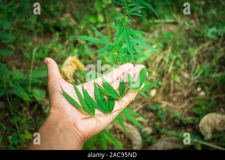 L'uomo agricoltore tenere la mano Bush green marijuana. La piantagione di cannabis in presenza di luce solare Foto Stock