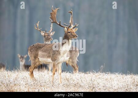 Daini stag in piedi su un prato nelle gelide cercando da parte. Foto Stock