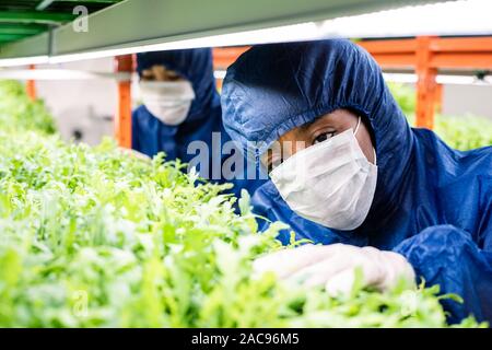 Ricercatore femmina in indumenti da lavoro protettiva in piedi da scaffale con le piantine di verde Foto Stock