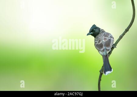 Bulbul rosso ventilato seduto sul gambo che guarda indietro Foto Stock