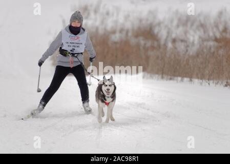 Atleta e cane competere nel cane skijoring competizioni durante il Grand tour Kulikovo Pole. Competizioni includono anche sled dog racing Foto Stock