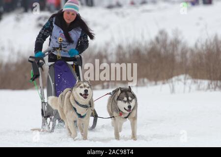 Musher e il suo sled dog team competere nel Grand tour Kulikovo Pole Sled Dog Race.Questa gara annuale raccoglie concorrenti provenienti da tutta la Russia Foto Stock