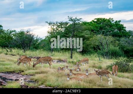 La fauna selvatica scenario di ranthambore paesaggio con avvistato cervi chital mandria drammatico cielo blu e nuvole verde bosco su safari della giungla nel parco nazionale Foto Stock