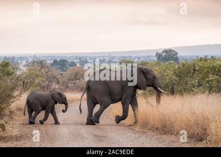 Bush africano Elefante femmina e giovane incrocio stradale di safari nel Parco Nazionale di Kruger, Sud Africa ; Specie Loxodonta africana della famiglia Elephantidae Foto Stock