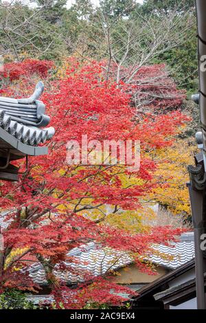 Variopinto fogliame Autunnale in giardino, tempio di Manshuin Monzeki Tendai, Kyoto, Giappone Foto Stock