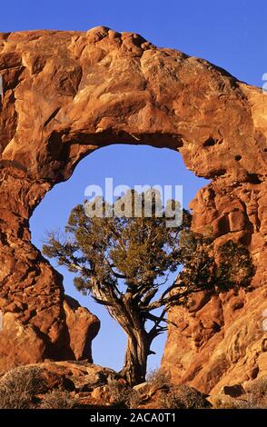 Entrada in pietra arenaria, Arches Nationalpark, Utah, Stati Uniti d'America Foto Stock