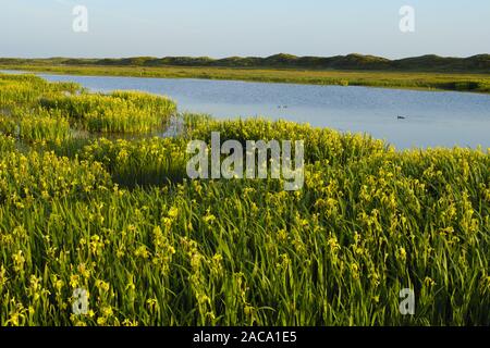 Lakeland, seenlandschaft, iris gialla, sumpf-schwertlilie, Iris pseudacorus, texel (isola), North Holland, nordholland, europa Foto Stock