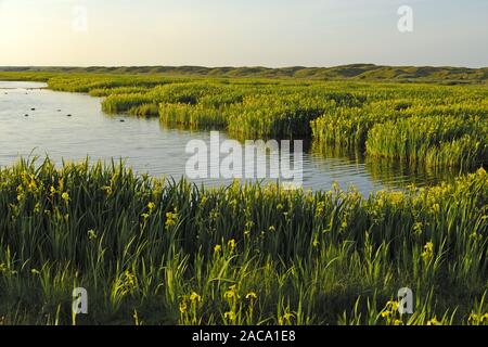 Lakeland, seenlandschaft, iris gialla, sumpf-schwertlilie, Iris pseudacorus, texel (isola), North Holland, nordholland, europa Foto Stock