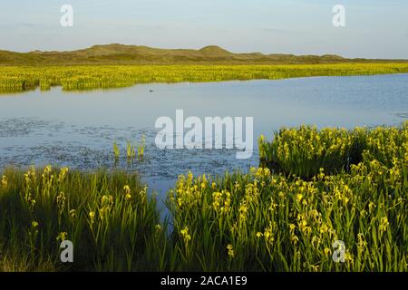 Lakeland, seenlandschaft, iris gialla, sumpf-schwertlilie, Iris pseudacorus, texel (isola), North Holland, nordholland, europa Foto Stock