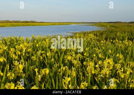 Lakeland, seenlandschaft, iris gialla, sumpf-schwertlilie, Iris pseudacorus, texel (isola), North Holland, nordholland, europa Foto Stock