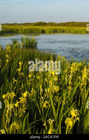 Lakeland, seenlandschaft, iris gialla, sumpf-schwertlilie, Iris pseudacorus, texel (isola), North Holland, nordholland, europa Foto Stock