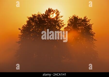 Albero, Baum, mattina nebbia nebel, Media Franconia, mittelfranken, Baviera, Baviera, deutschland, Germania, Europa, Europa Foto Stock
