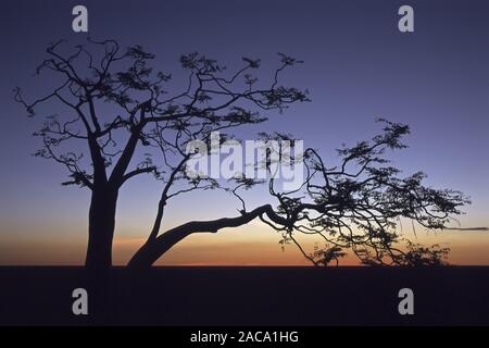 , Mopane colophospermum mopane, rosso tramonto, sonnenuntergang, il parco nazionale di Etosha, Namibia, africa afrika, Foto Stock