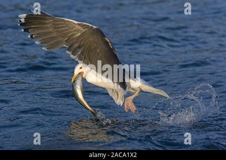 Grande nero-backed Gull (Larus marinus) con pesce (esca), Mantelmöwe, Norvegia, Norwegen Foto Stock